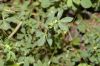 image of Lotus corniculatus