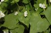 image of Fagopyrum esculentum