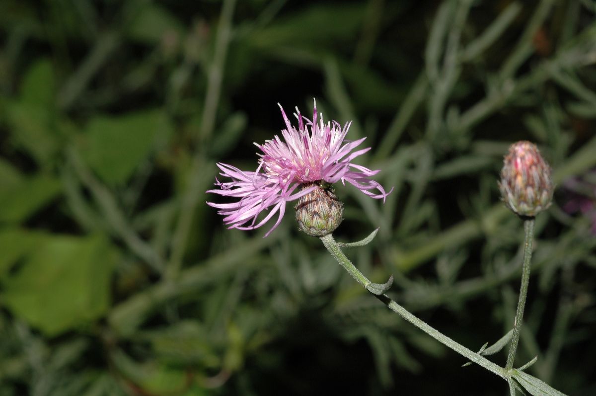 Asteraceae Centaurea maculosa