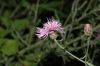 image of Centaurea maculosa