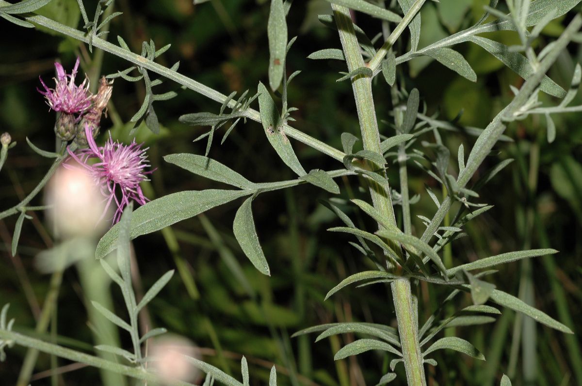 Asteraceae Centaurea maculosa