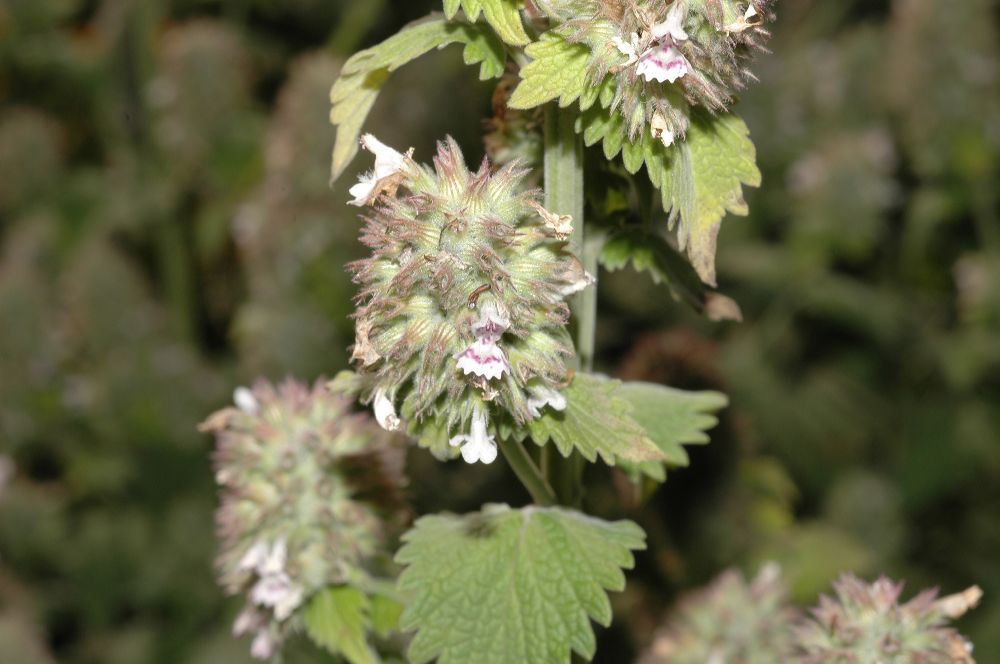 Lamiaceae Nepeta cataria