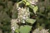 image of Nepeta cataria
