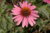 image of Echinacea purpurea
