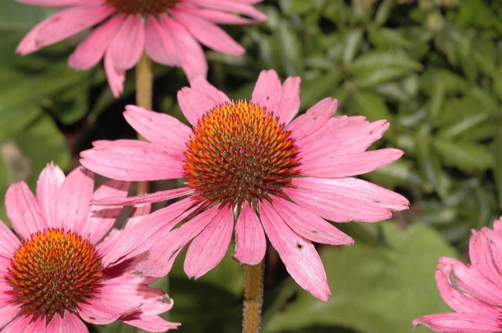 Asteraceae Echinacea purpurea