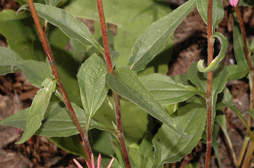 Asteraceae Echinacea purpurea