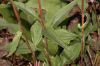image of Echinacea purpurea