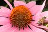 image of Apis mellifera