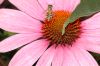 image of Apis mellifera