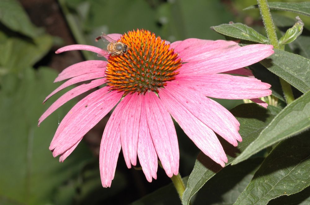 Apidae Apis mellifera