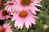 image of Echinacea purpurea
