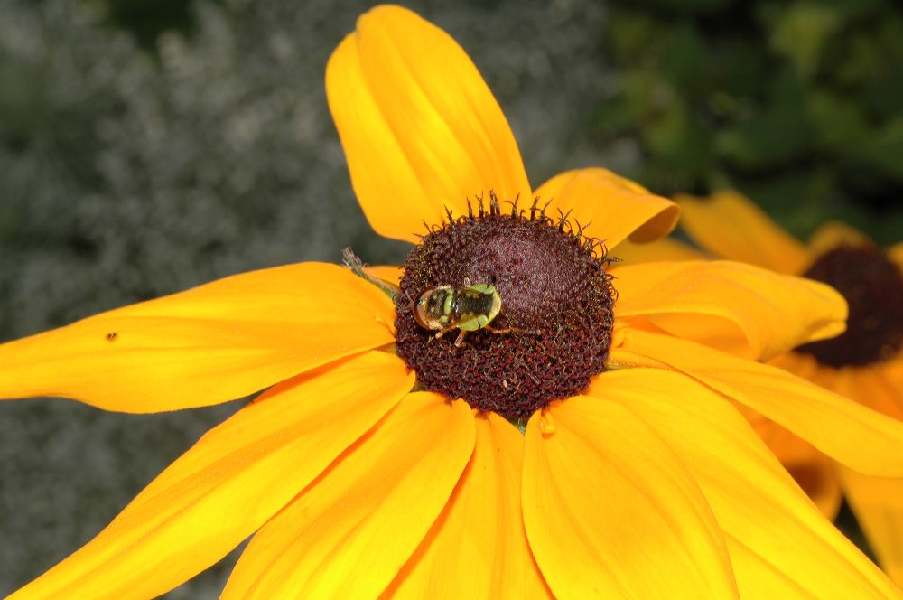 Asteraceae Rudbeckia hirta
