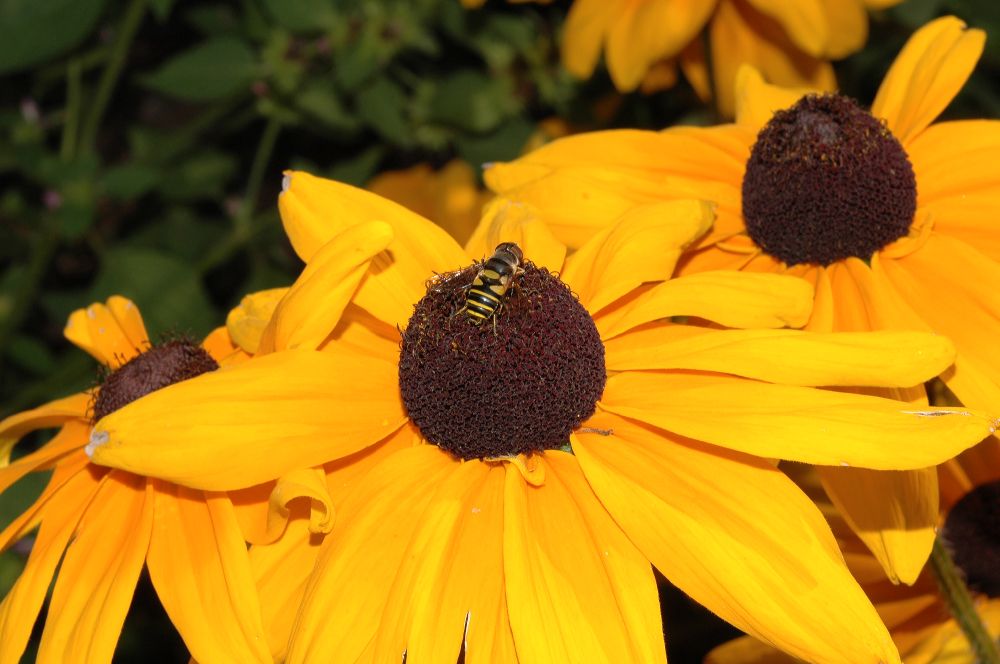 Asteraceae Rudbeckia hirta