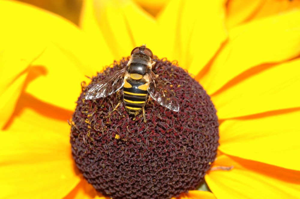 Syrphidae  