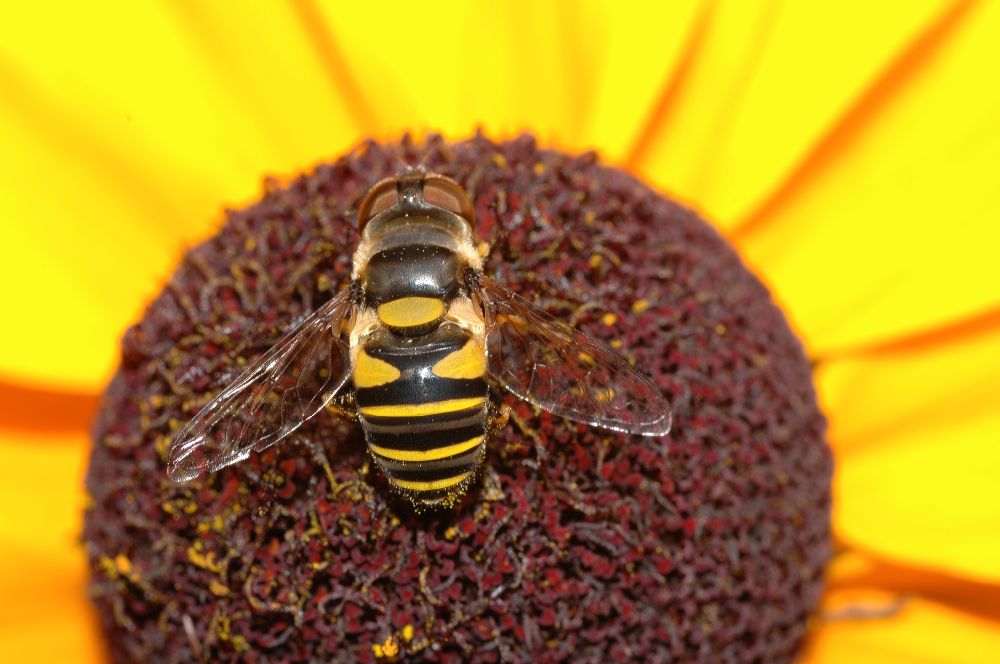 Syrphidae  