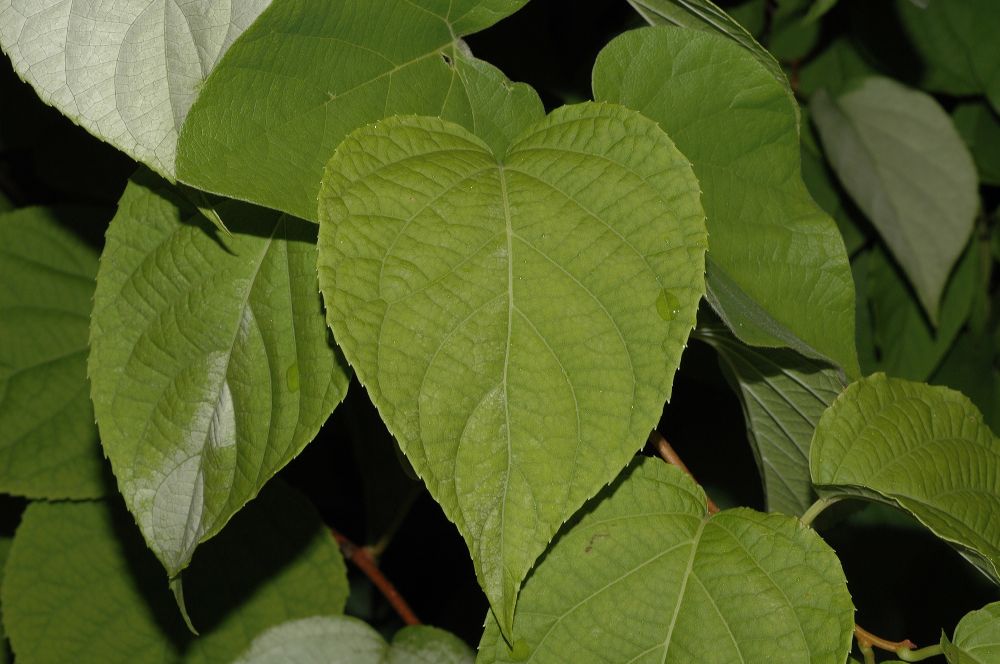 Actinidiaceae Actinidia 