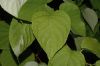image of Actinidia 