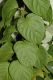 image of Actinidia 