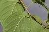 image of Actinidia 