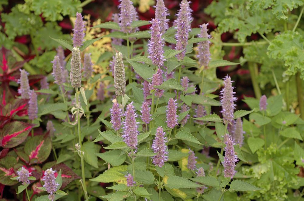 Lamiaceae Agastache foeniculum