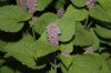 image of Agastache foeniculum