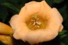 image of Campsis radicans