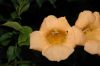 image of Campsis radicans