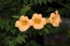 image of Campsis radicans