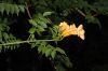 image of Campsis radicans
