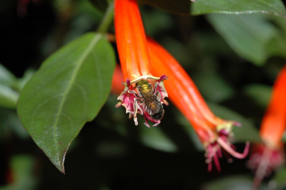 Halictidae  