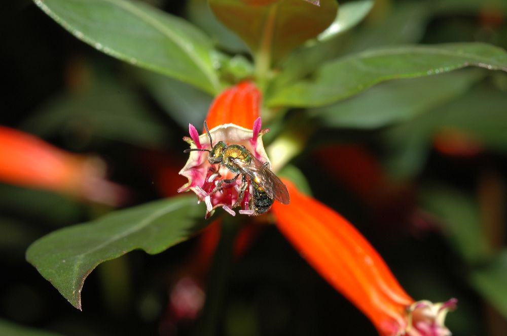 Halictidae  