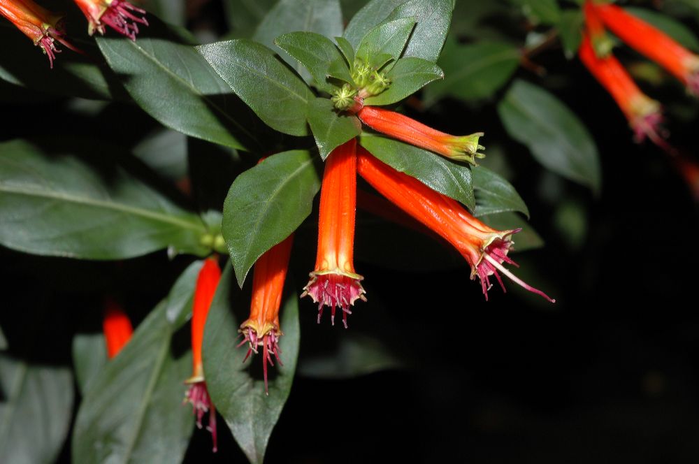 Lythraceae Cuphea 