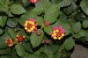 image of Lantana camara