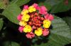image of Lantana camara