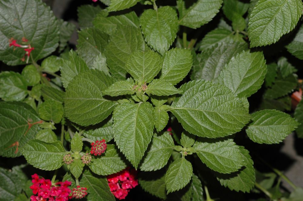 Verbenaceae Lantana camara