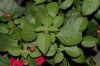 image of Lantana camara