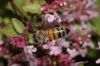 image of Apis mellifera