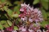 image of Apis mellifera