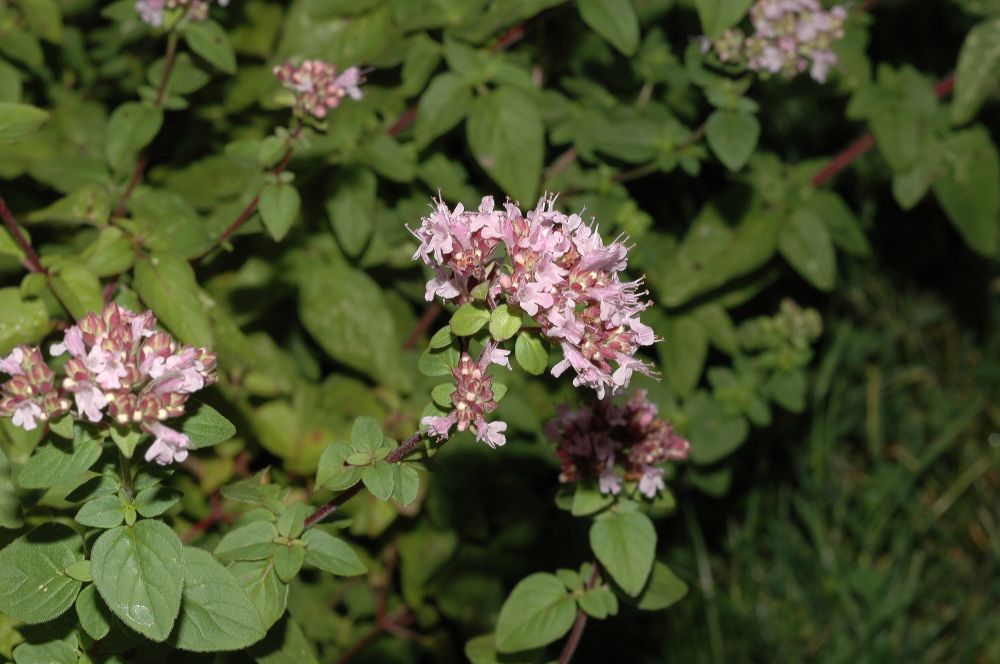 Lamiaceae Origanum vulgare