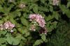 image of Origanum vulgare