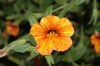 image of Salpiglossis 
