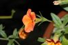 image of Salpiglossis 