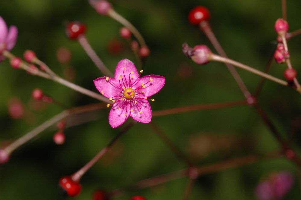 Talinaceae Talinum paniculatum