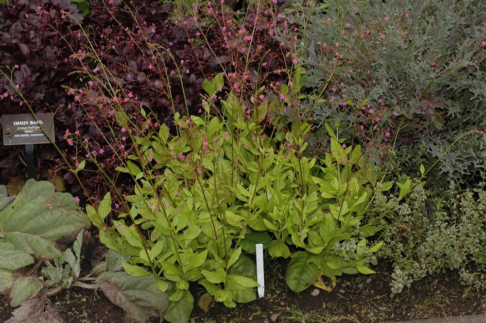 Talinaceae Talinum paniculatum