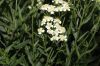 image of Achillea ageratum