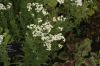 image of Achillea ageratum