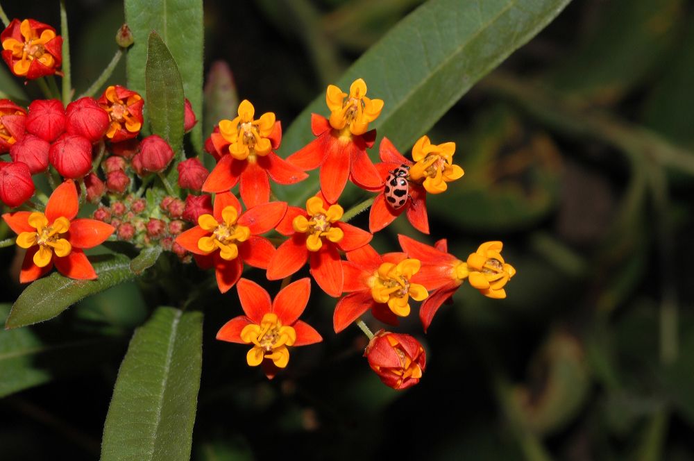 Apocynaceae Asclepias curassavica
