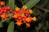 image of Asclepias curassavica