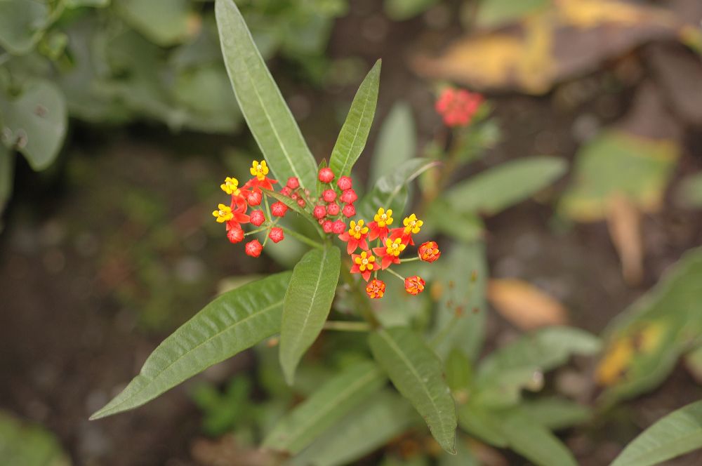 Apocynaceae Asclepias curassavica