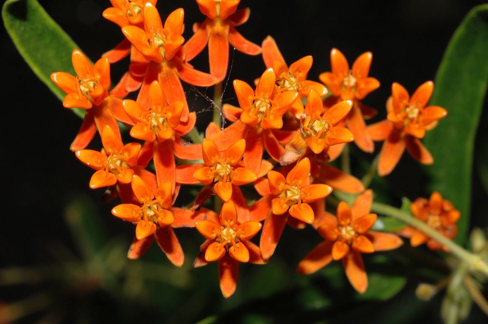 Apocynaceae Asclepias tuberosa